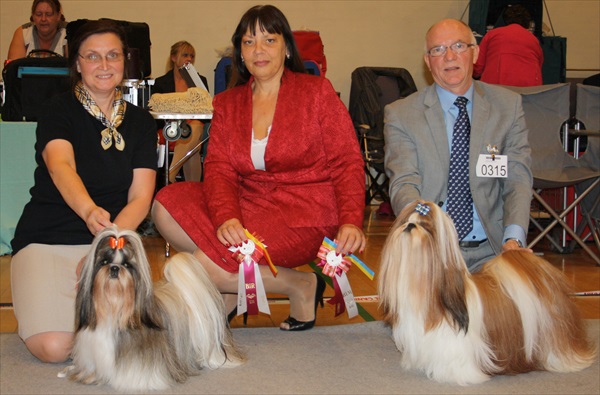 Shih Tzu Danmark